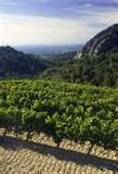 013 – El Girondas en un vino francés procedente de...  (A) = Borgoña  (B) = Cotes de Rhone  (C) = Burdeos