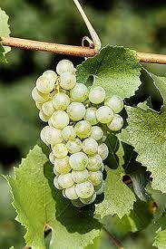 023 – La Chardonnay es una uva que se utiliza para producir....  (A) = Jerez     (B) = Champagne  (C) = Oporto