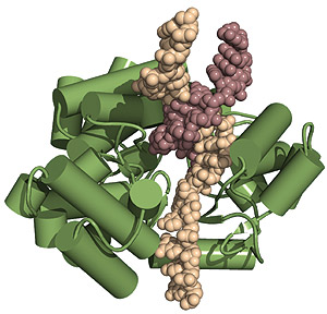 La proteína TERT (en verde) junto con el ARN (en color crema) y el ADN (en color burdeos). (Foto: Instituto Wistar)