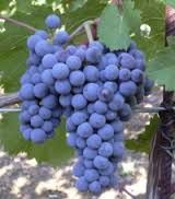 04 - AGIORGITIKO. Uva, También conocida como St. George. Uva de vino tinto nativa de Grecia. Usada para realizar buenos vinos rosados.