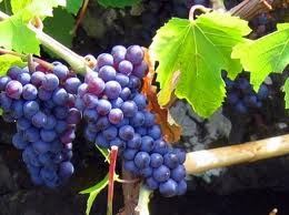 026 – La Pinot es una uva muy fina procedente de...  (A) = Francia  (B) = Italia  (C) = España