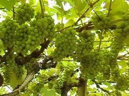 024 – La variedad de uva Moscato se utiliza para...  (A) = Vino para postres  (B) = Vino fortificado  (C) = Vino reserva