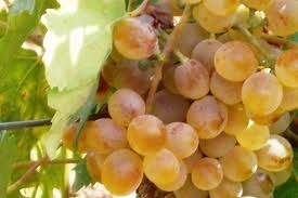 025 – La Nasco es una uva blanca procedente de  (A) = Sicilia  (B) = Cerdeña  (C) = Creta
