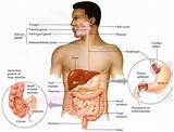 02 – Los procesos macrosistémicos están relacionados a la absorción, digestión, metabolismo y eliminación.