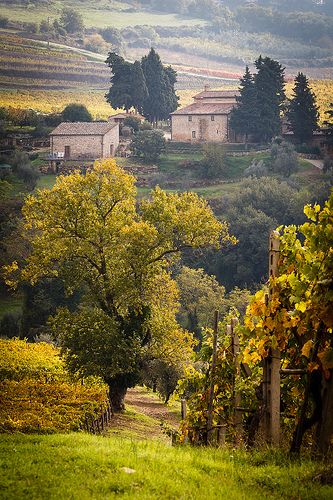 Vineyards and Olive Groves - Chianti, Tuscany, Italy